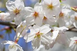 sakura