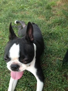 dog1