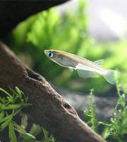 sakana