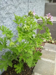 20140526